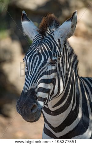 Close-up Of Grevy Zebra In Dappled Sunlight