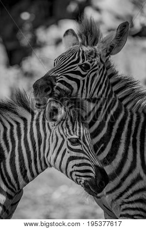 Mono Close-up Of Grevy Zebra Nuzzling Another