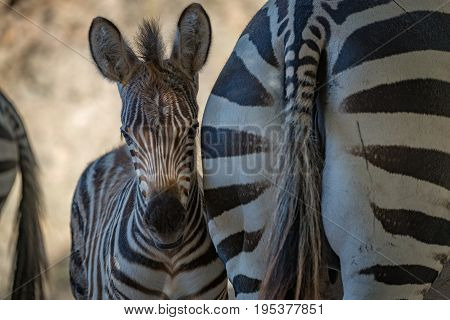 Close-up Of Grevy Zebra Foal In Shadows