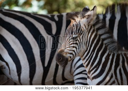 Close-up Of Baby Grevy Zebra Beside Mother