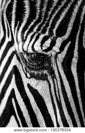 Mono Close-up Of Grevy Zebra Staring Down