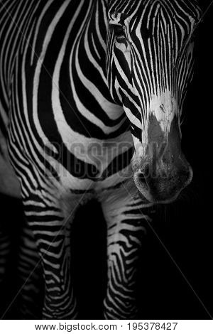 Mono Close-up Of Grevy Zebra Lowering Head