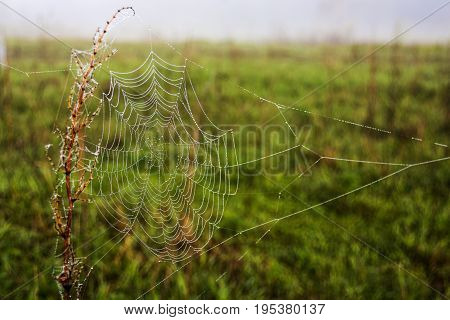 Spider web with morning dew. Web in the summer morning