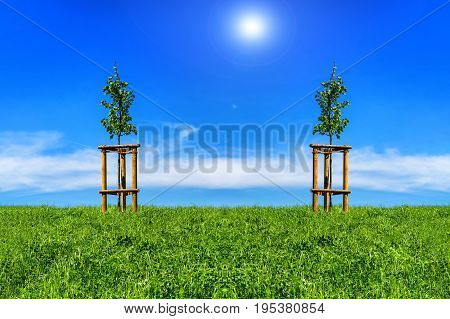 Two small trees on the green meadow against blue sky and sunshine. Lens flare desired.