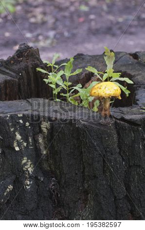 Pholiota aurivella mushroom and Oak seedlings on an old stump