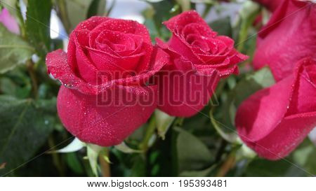 Red roses as a gift for a beloved girl.