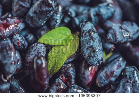 Fresh Honeysuckle Blue Berry Fruits With Leaf On A Wooden Background