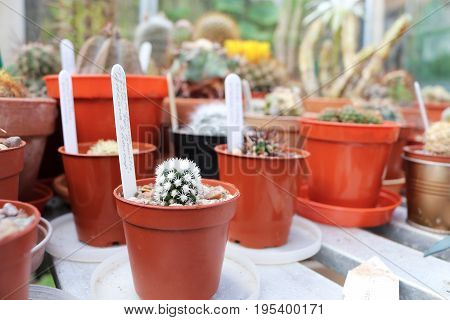 mammillaria vetula arizona snowcap in foreground with other cacti