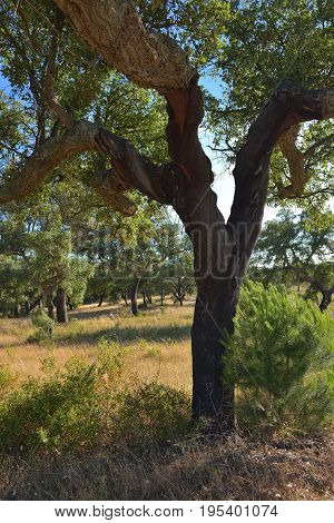 Trunk of a cork oak in grove at sunset (Quercus sube) Evora Alentejo Portugal