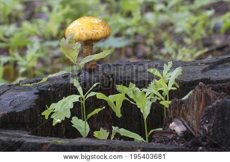 Oak seedlings and Pholiota aurivella mushroom on an old stump