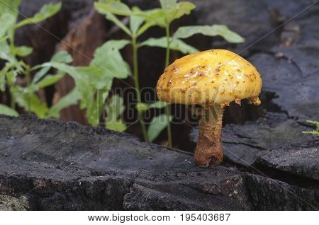 Pholiota aurivella mushroom and Oak seedlings on an old stump