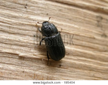 Bug kravler