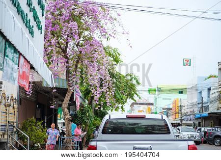 Roiet Thailand - April 6 2017 : Beautiful bright purple flowers Lagerstroemia aka. Queen of flower at footpath in the town
