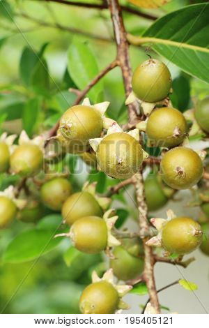 Betel parm on tree with the nature