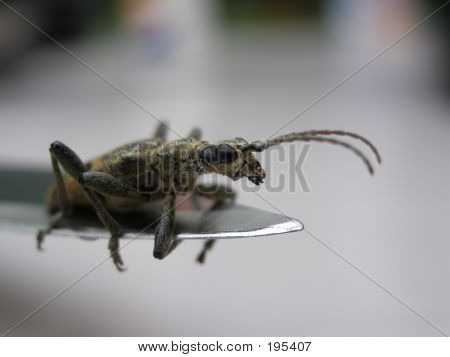 Bug