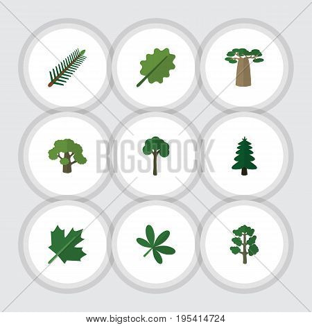 Flat Icon Bio Set Of Baobab, Tree, Forest And Other Vector Objects. Also Includes Alder, Oaken, Evergreen Elements.