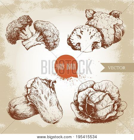 Hand drawn sketch style cabbages set. Cabbage with big leafs cauliflowers broccoli and chinese cabbage pe-tsai compositions. Organic fresh farm food isolated on old looking background.