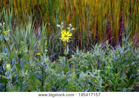 Prairie rosinweed flowers (Silphium integrifolium), also known as the whole-leaf rosinweed and the entire-leaf rosinweed, bloom in Plainfield, Illinois during June.