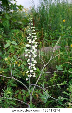 White Wild Indigo (Baptisia alba macrophylla) blooms near a retention pond in Plainfield, Illinois during June.