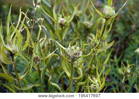 The galls of rosinweed stem wasps (Antistrophus silphii), at the apex of prairie rosinweed plants (Silphium integrifolium), also known as the whole-leaf rosinweed and the entire-leaf rosinweed, in Plainfield, Illinois during June.