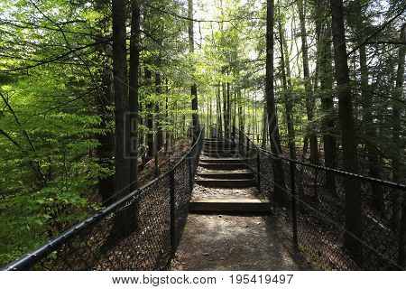 A pathway of steps leading ino a forest with a fence on either side.