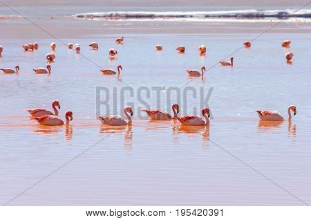 Flamingo sweeming on the red laguna in Altiplano Bolivia South America