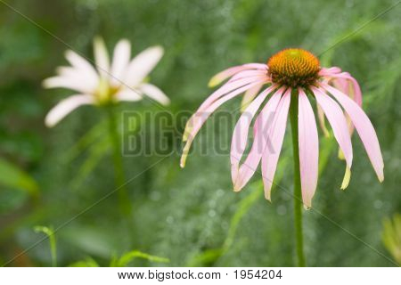 2 Camomiles