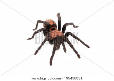 Spider Cyclosternum Davus Fasciatum on white background
