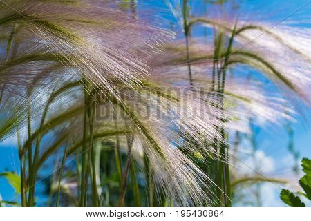 Feather Grass On A Meadow