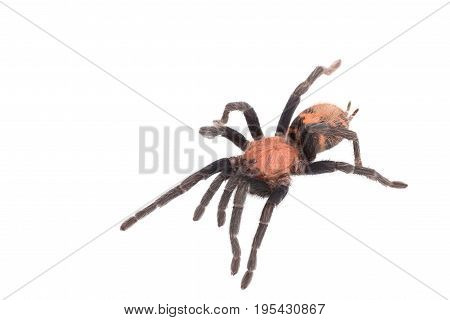 Spider Cyclosternum Davus Fasciatum on white background