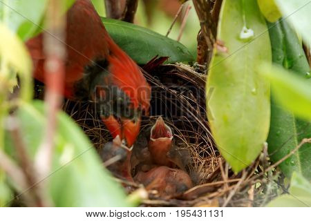 Baby Cardinal birds are feed by their father in the nest four to five hours after they hatched.