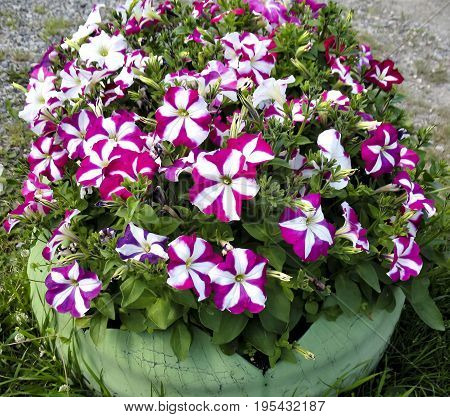 small flower bed with bright beautiful floewers