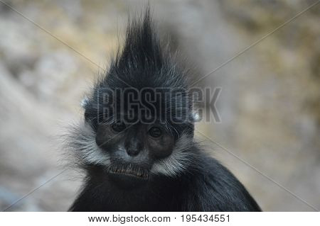 Close up of a Francois Langur monkey