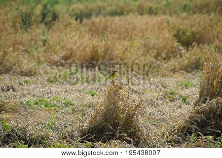 Tit On The Ears Of Wheat. A Bird With A Yellow Belly