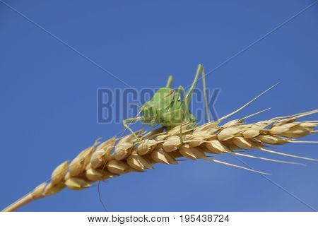 Isophya. Grasshopper Is An Isophy On A Wheat Spikelet. Isophya A