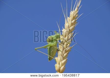 Isophya. Grasshopper Is An Isophy On A Wheat Spikelet. Isophya A