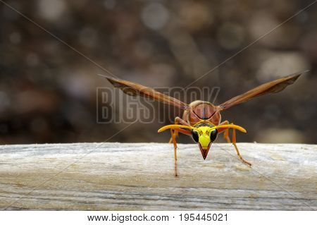 Image of potter wasp (Delta sp Eumeninae) on dry timber. Insect Animal