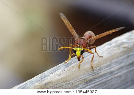 Image of potter wasp (Delta sp Eumeninae) on dry timber. Insect Animal