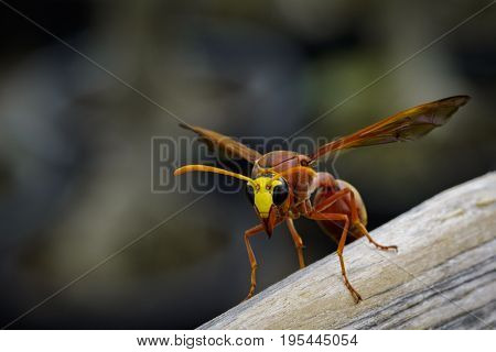 Image of potter wasp (Delta sp Eumeninae) on dry timber. Insect Animal