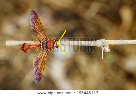 Image of potter wasp (Delta sp Eumeninae) on dry branches. Insect Animal