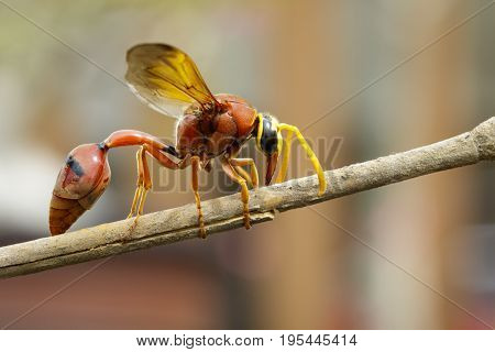 Image of potter wasp (Delta sp Eumeninae) on dry branches. Insect Animal