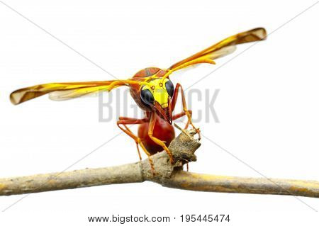 Image of potter wasp (Delta sp Eumeninae) on dry branches on white background. Insect Animal