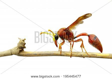 Image of potter wasp (Delta sp Eumeninae) on dry branches on white background. Insect Animal