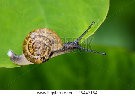 Image of snail on a green leaf. Reptile Animal.