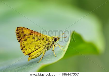 Image of common dartlet butterfly (Oriens gola Moore1877) on a green leaf on nature background. Insect Animal