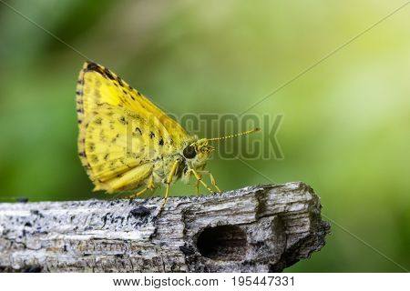 Image of common dartlet butterfly (Oriens gola Moore1877) on dry branches on nature background. Insect Animal