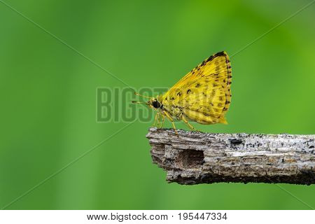 Image of common dartlet butterfly (Oriens gola Moore1877) on dry branches on nature background. Insect Animal