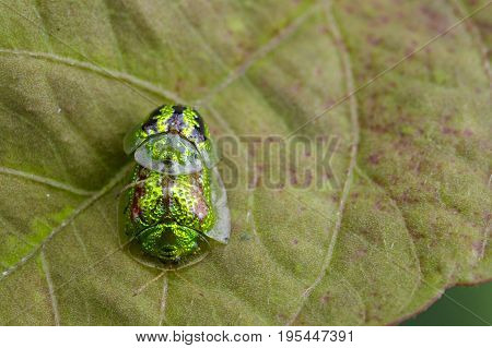 Image of Green turtle beetle (Escarabajo tortuga) on green leaves. Insect Animal