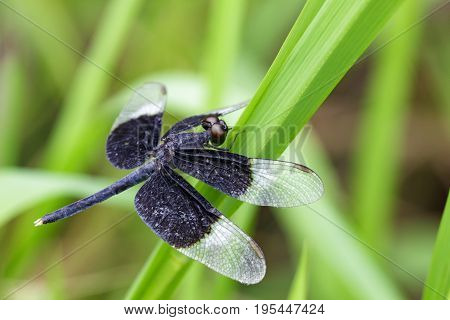 Image Of Pied Paddy Skimmer Dragonfly (neurothemis Tullia) On Green Leaves. Insect Animal