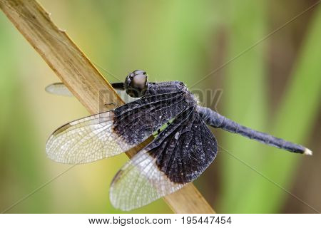 Image of Pied Paddy Skimmer Dragonfly (Neurothemis Tullia)on dry leaves. Insect Animal